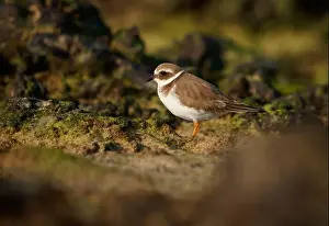 Bright Blue Prints: Common ringed or Ringed plover - Charadrius hiaticula small wading bird