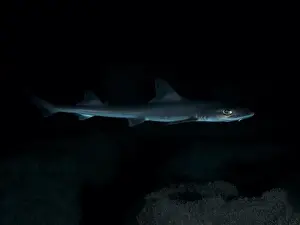 Diving Location Prints: A Common smooth-hound (Mustelus mustelus) swims in the darkness of the sea