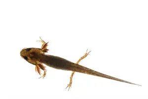 Salamander Prints: common smooth newt advanced larvae legs developing with external feathery gills will leave pond late summer or autumn