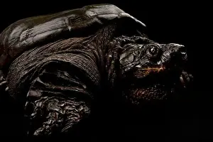 Common snapping turtle (Chelydra serpentina)
