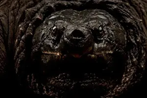 Snapper Prints: Common snapping turtle (Chelydra serpentina)