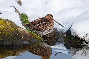 Charadriiformes Prints: Common snipe (Gallinago gallinago)
