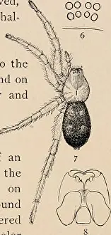 The common spiders of the United States. Spiders -- United States. THE DRASSID/E 3 oooo OOOq 4%