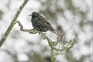 Starling Prints: Common starling Sternus vulgaris Ringwood Hampshire England UK