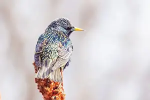 Vulgaris Prints: common starling (Sturnus vulgaris)