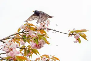 Starling Prints: A common starling (Sturnus vulgaris) with spread wings flying between flowering branches
