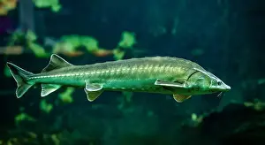 Sturgeon Prints: Common sturgeon or European sea sturgeon (Acipenser sturio)