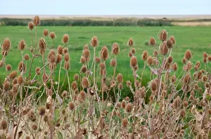 North Norfolk Prints: common teasels, cley-next-the-sea, salthouse, north norfolk, england