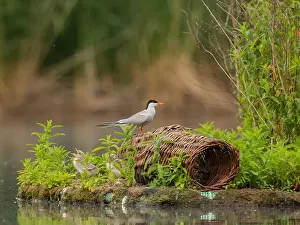 Sea Swallow Prints: Common tern on the breeding ground with their young