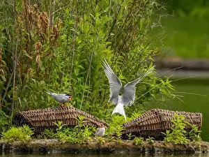Sea Swallow Prints: Common tern at the breeding ground with the young