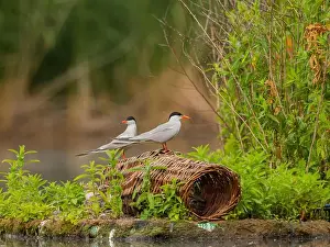 Sea Swallow Prints: Common tern on the breeding ground with their young