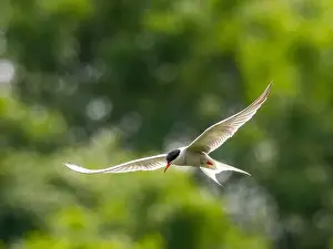 Sea Swallow Prints: Common tern in flight against a background of greenery