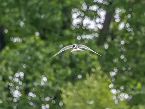 Sea Swallow Prints: Common tern in flight against a background of greenery