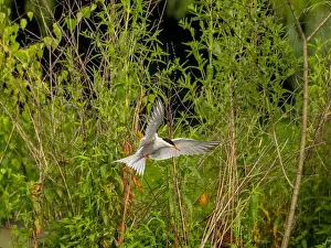 Sea Swallow Prints: Common tern in flight against a background of greenery