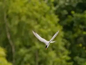 Sea Swallow Prints: Common tern in flight against a background of greenery
