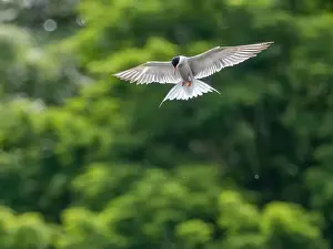 Sea Swallow Prints: Common tern in flight against a background of greenery