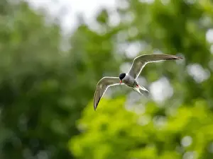 Sea Swallow Prints: Common tern in flight against a background of greenery
