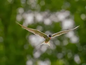 Sea Swallow Prints: Common tern in flight against a background of greenery