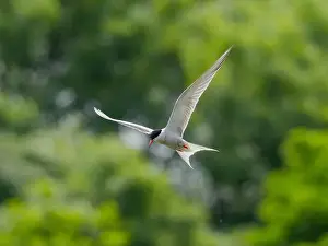 Sea Swallow Prints: Common tern in flight against a background of greenery