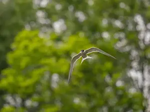 Sea Swallow Prints: Common tern in flight against a background of greenery