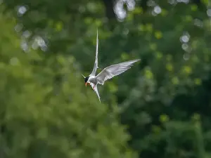 Sea Swallow Prints: Common tern in flight against a background of greenery