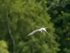 Sea Swallow Prints: Common tern in flight against a background of greenery
