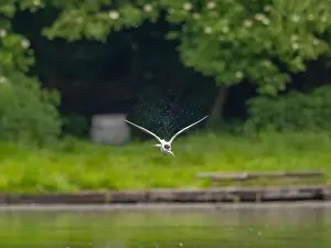 Sea Swallow Prints: Common tern in flight against a background of greenery