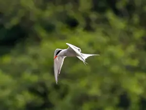 Sea Swallow Prints: Common tern in flight against a background of greenery