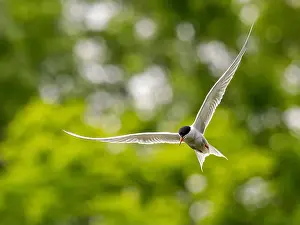 Sea Swallow Prints: Common tern in flight against a background of greenery