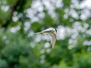 Sea Swallow Prints: Common tern in flight against a background of greenery