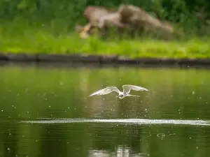 Sea Swallow Prints: Common tern in flight against a background of water