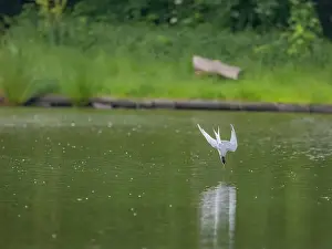 Sea Swallow Prints: Common tern in flight against a background of water