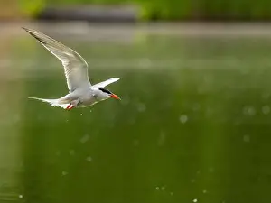 Sea Swallow Prints: Common tern in flight against a background of water