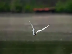 Sea Swallow Prints: Common tern in flight against a background of water