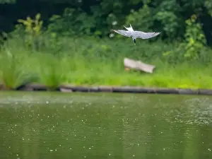 Sea Swallow Prints: Common tern in flight against a background of water