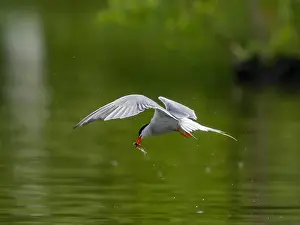 Sea Swallow Prints: Common tern in flight catching a fish in its beak