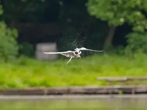 Sea Swallow Prints: Common tern in flight catching a fish in its beak