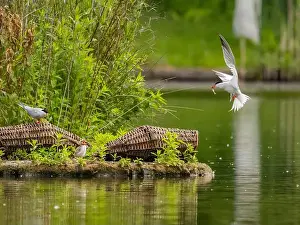 Sea Swallow Prints: Common tern in flight catching a fish in its beak