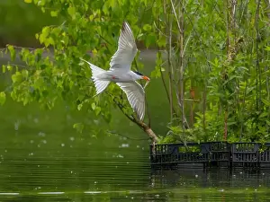 Sea Swallow Prints: Common tern in flight catching a fish in its beak