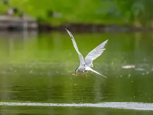 Sea Swallow Prints: Common tern in flight catching a fish in its beak