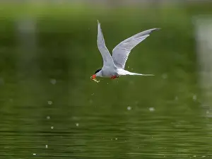 Sea Swallow Prints: Common tern in flight catching a fish in its beak
