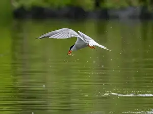 Sea Swallow Prints: Common tern in flight catching a fish in its beak