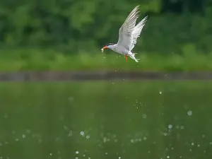 Sea Swallow Prints: Common tern in flight catching a fish in its beak