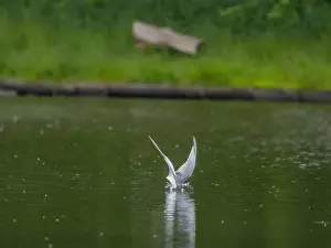 Sea Swallow Prints: Common tern in flight catching a fish in its beak