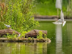 Water Sky Prints: Common tern in flight catching a fish in its beak