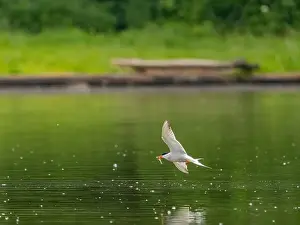 Catching Prints: Common tern in flight catching a fish in its beak