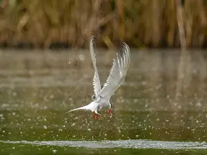 Catching Prints: Common tern in flight catching a fish in its beak