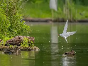 Catching Prints: Common tern in flight catching a fish in its beak