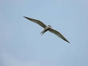 Sea Swallow Prints: Common tern in flight against the sky