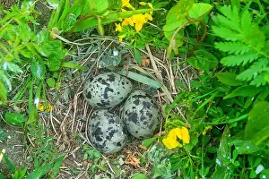 Sea Swallow Prints: Common Tern nest on island